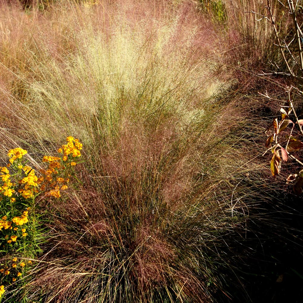 NetPS Plant Finder (www.netpsplantfinder.com)