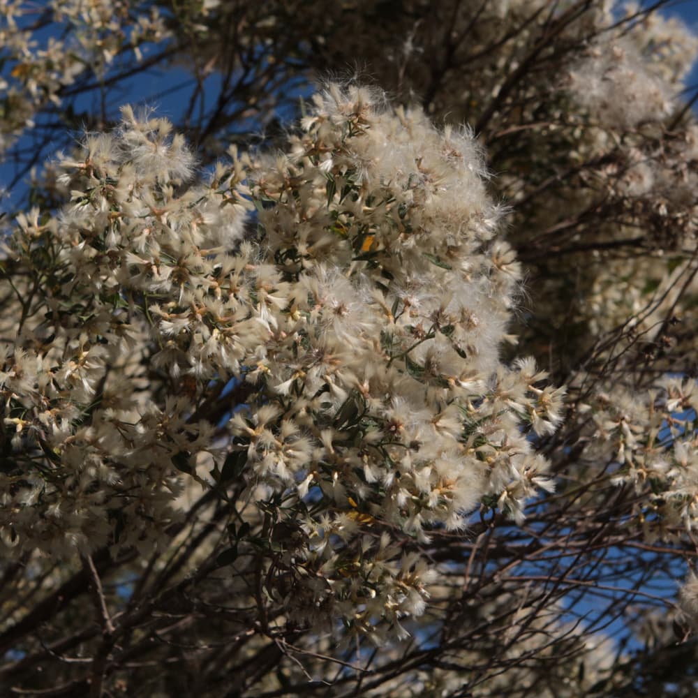 NetPS Plant Finder (www.netpsplantfinder.com)