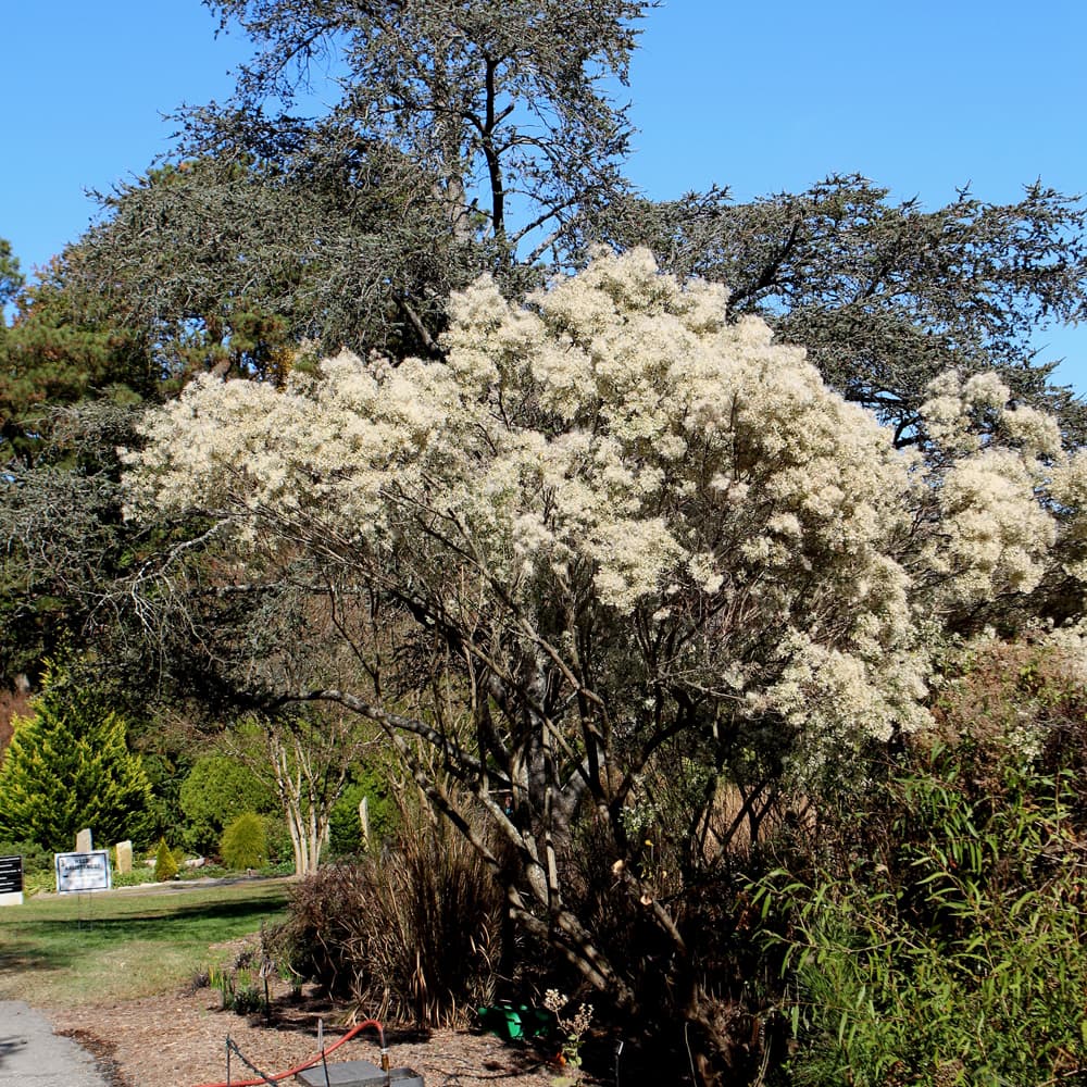 Baccharis Halimifolia