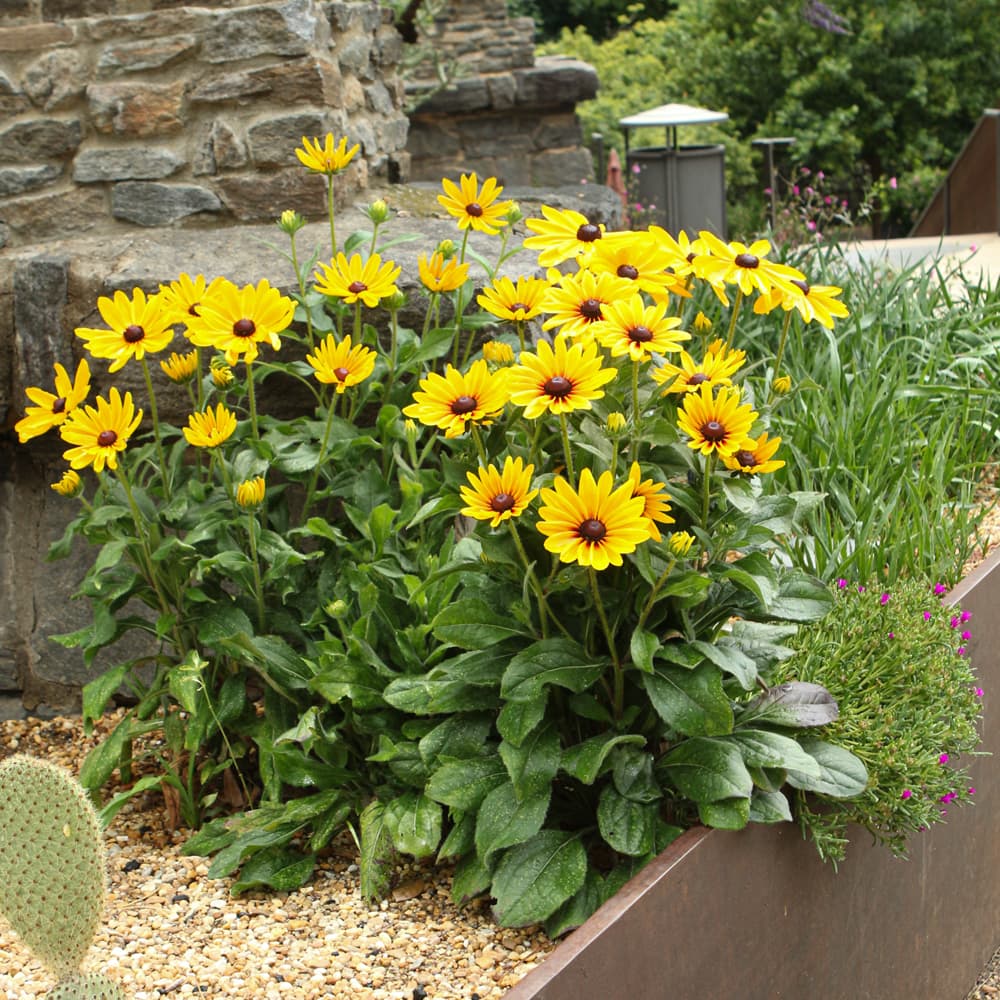 NetPS Plant Finder (www.netpsplantfinder.com)