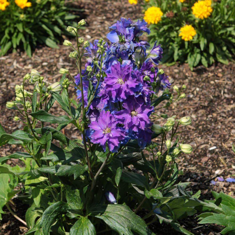 NetPS Plant Finder (www.netpsplantfinder.com)