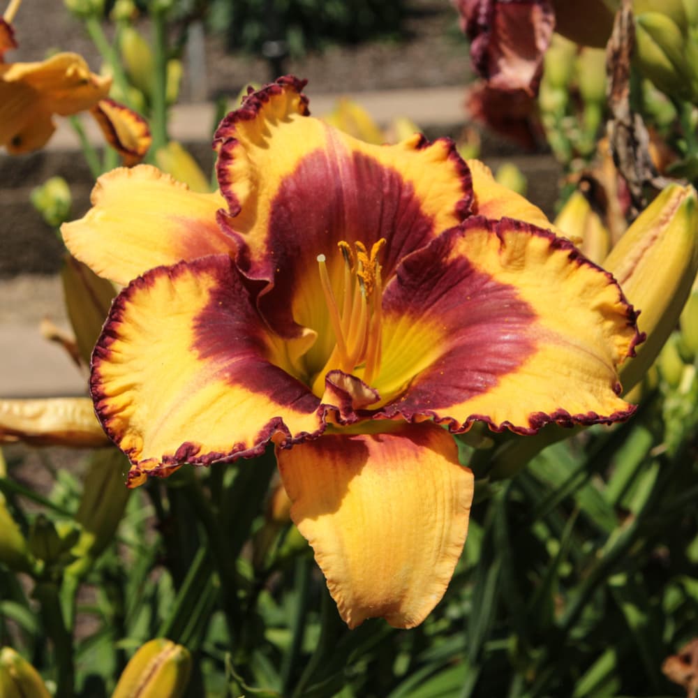 NetPS Plant Finder (www.netpsplantfinder.com)