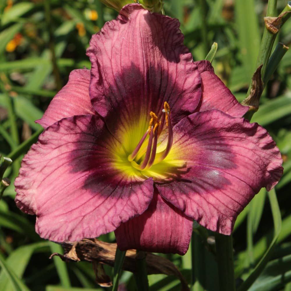 NetPS Plant Finder (www.netpsplantfinder.com)