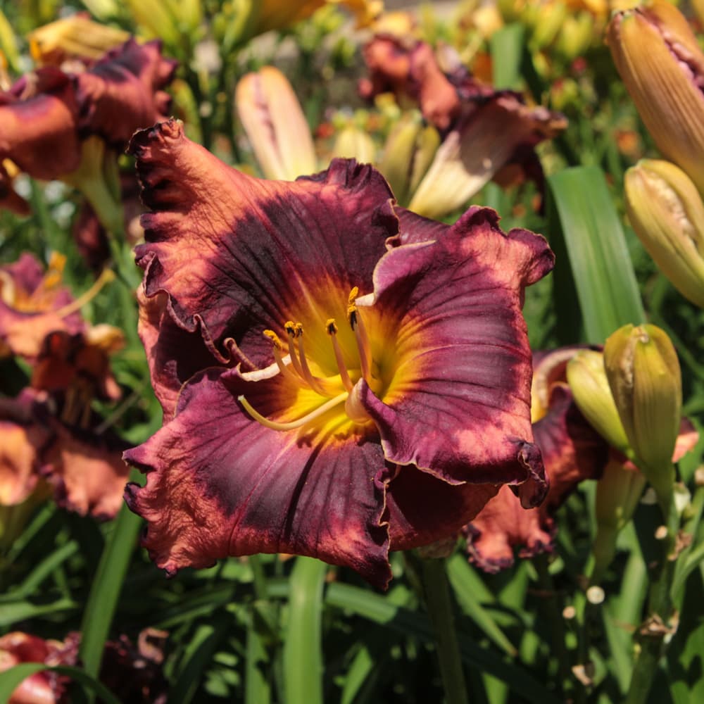 NetPS Plant Finder (www.netpsplantfinder.com)