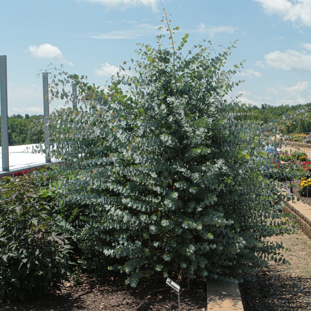 NetPS Plant Finder (www.netpsplantfinder.com)