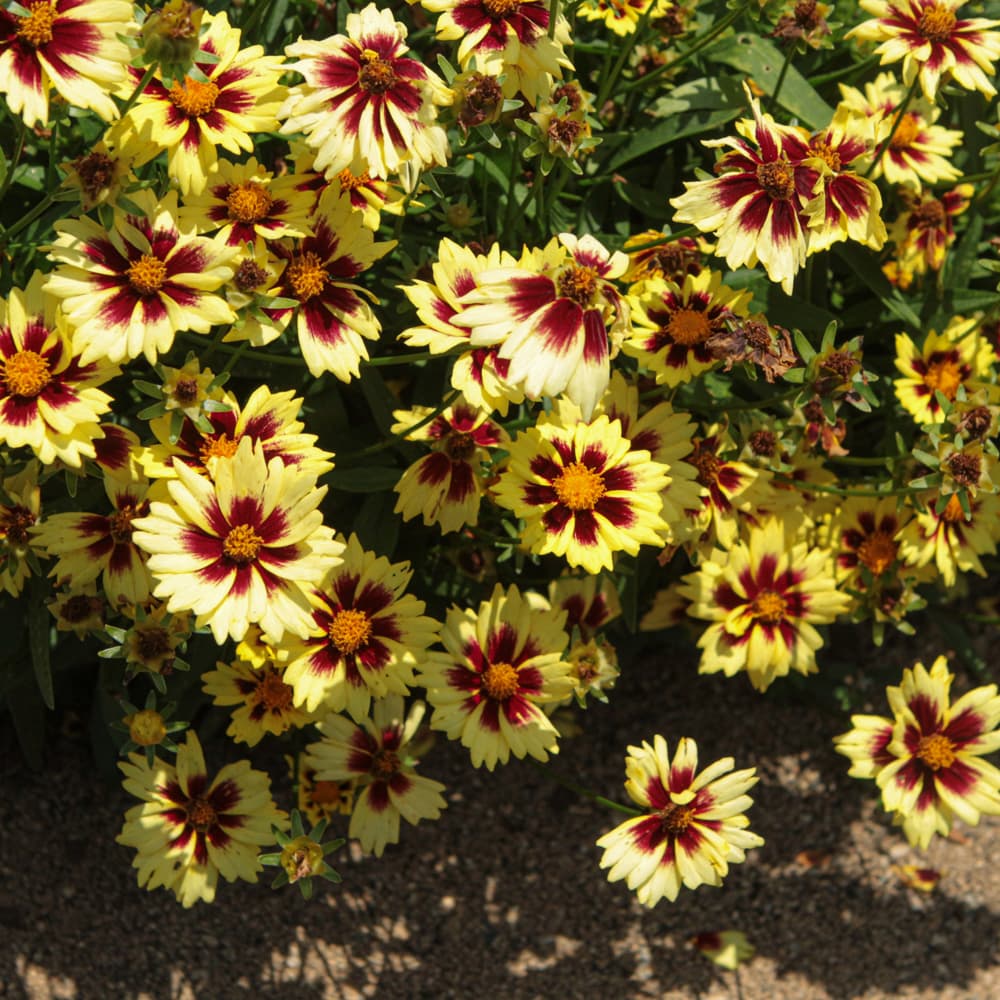 NetPS Plant Finder (www.netpsplantfinder.com)