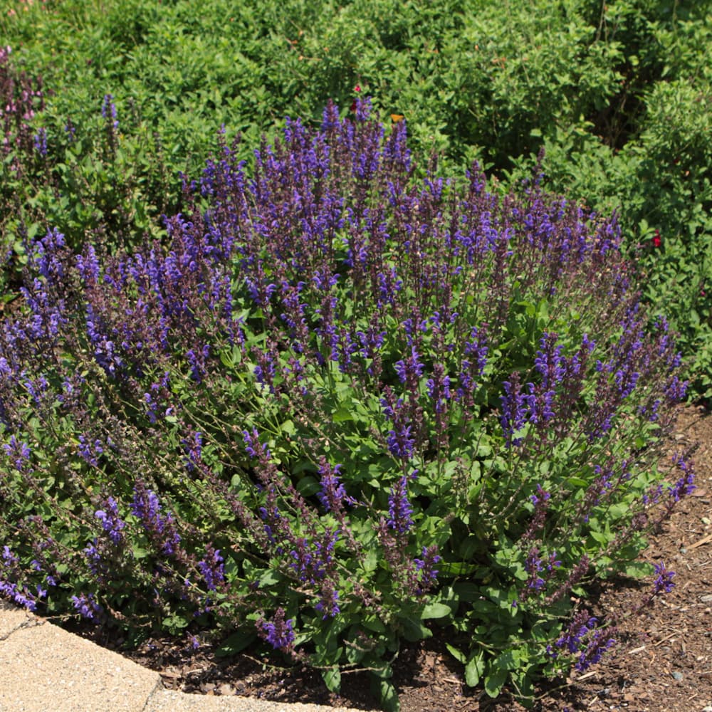 NetPS Plant Finder (www.netpsplantfinder.com)