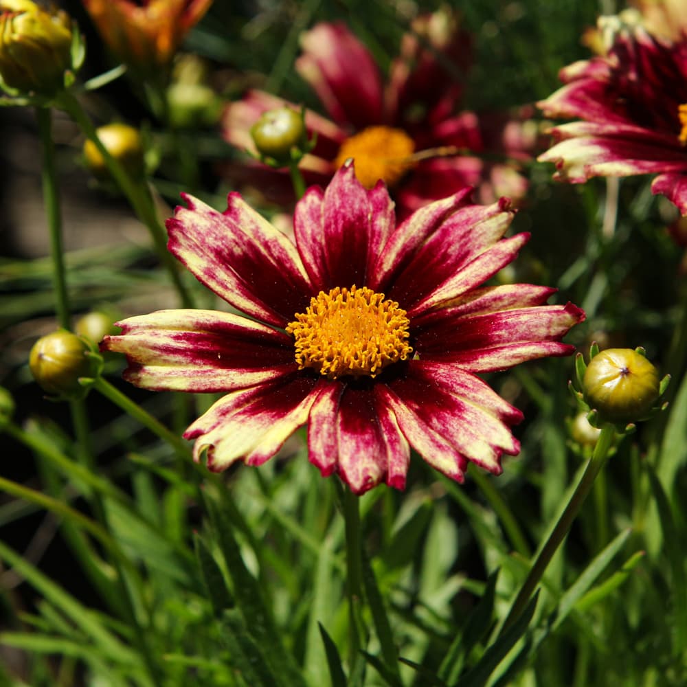 NetPS Plant Finder (www.netpsplantfinder.com)