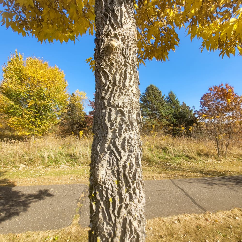 NetPS Plant Finder (www.netpsplantfinder.com)