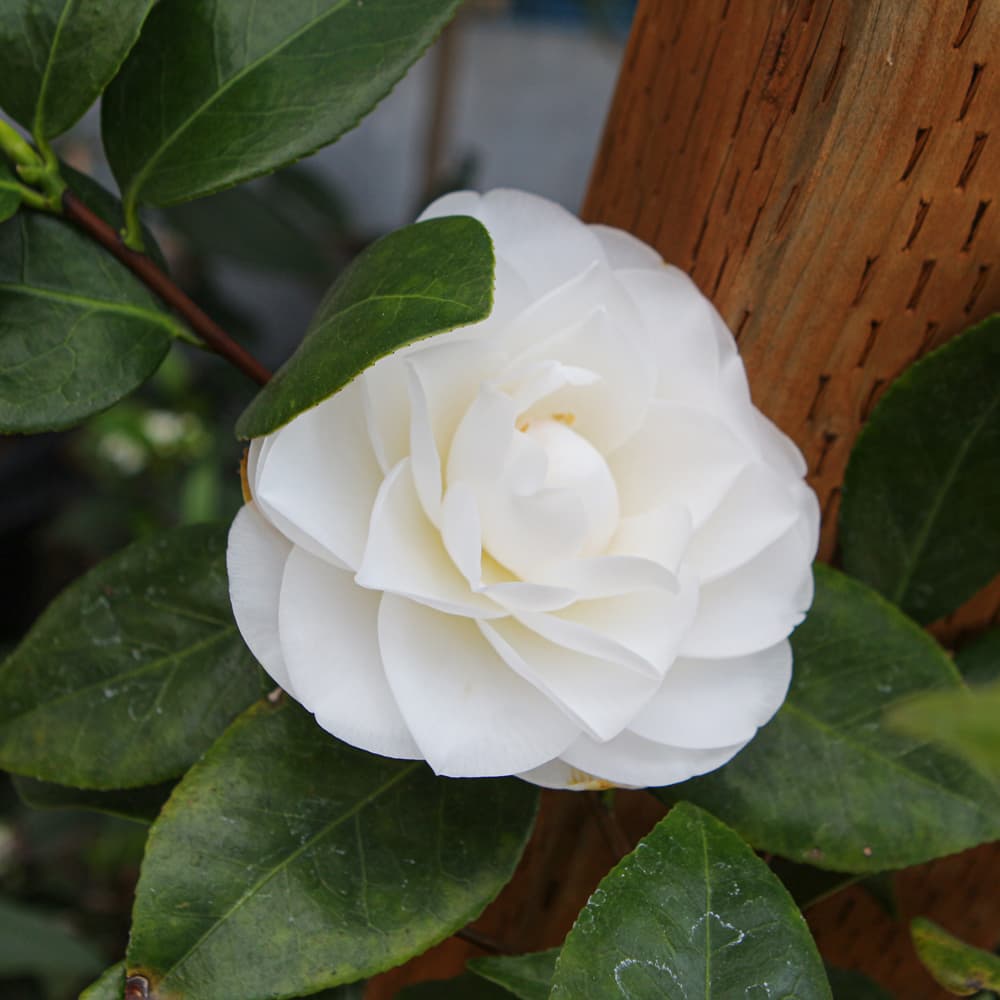 NetPS Plant Finder (www.netpsplantfinder.com)