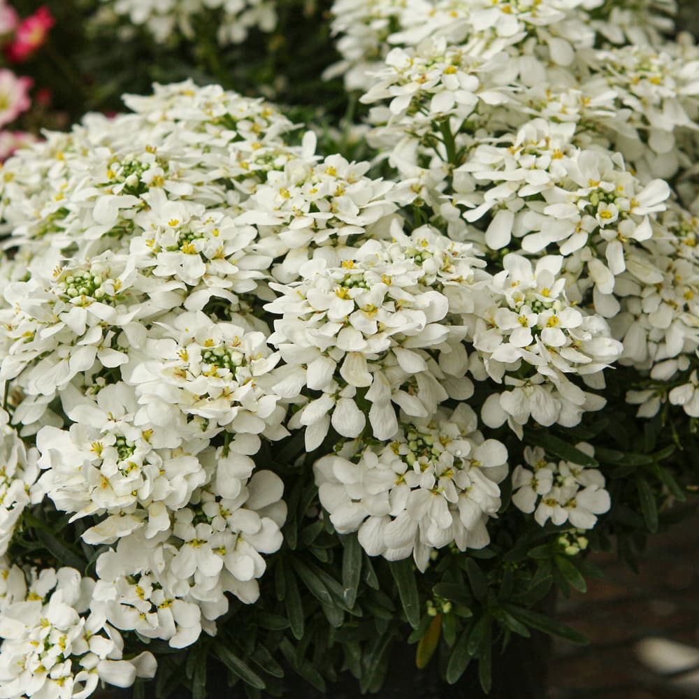 NetPS Plant Finder (www.netpsplantfinder.com)