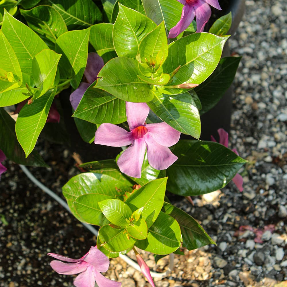 NetPS Plant Finder (www.netpsplantfinder.com)