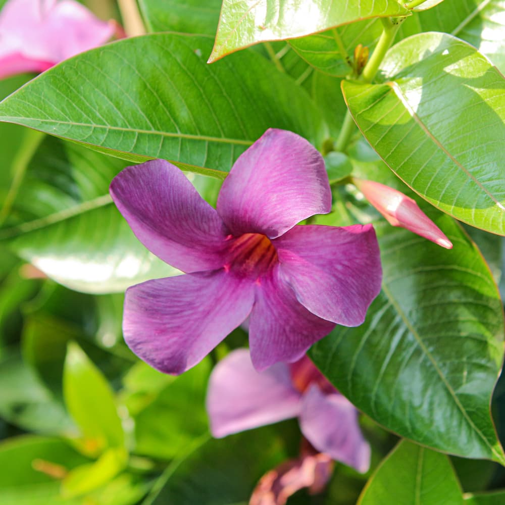 Mandevilla Sun Parasol Bluephoria Staked