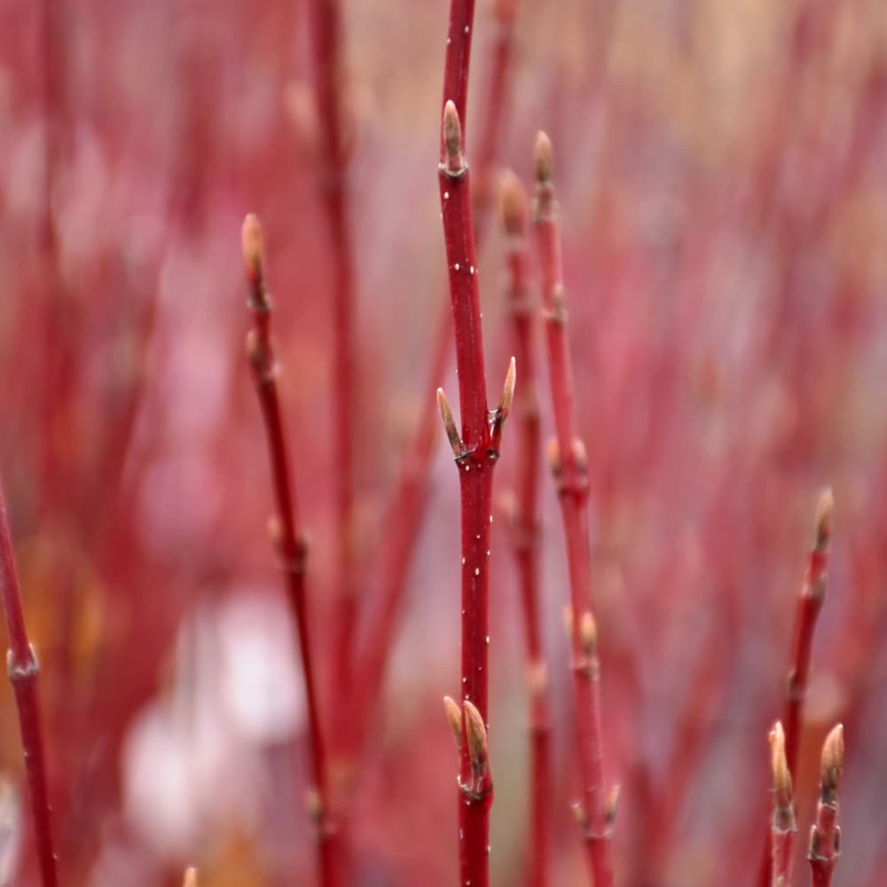 NetPS Plant Finder (www.netpsplantfinder.com)