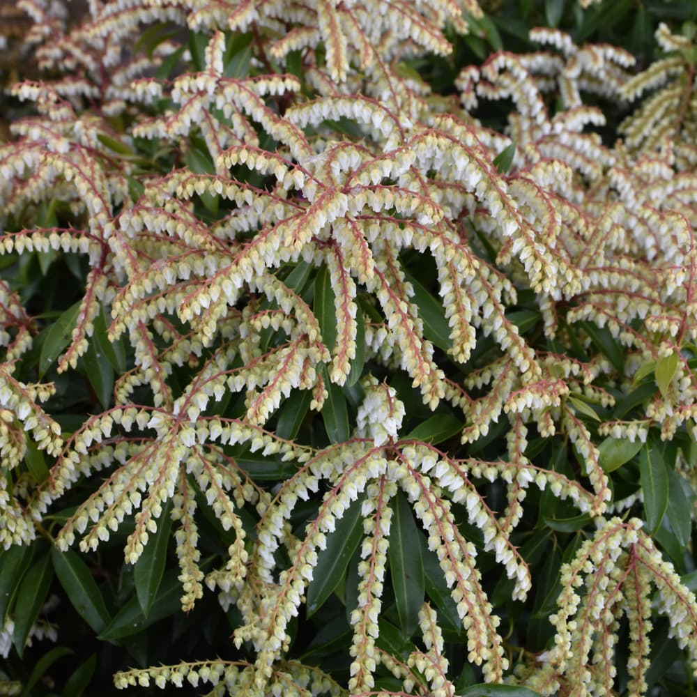 Andromeda Brouwer Beauty