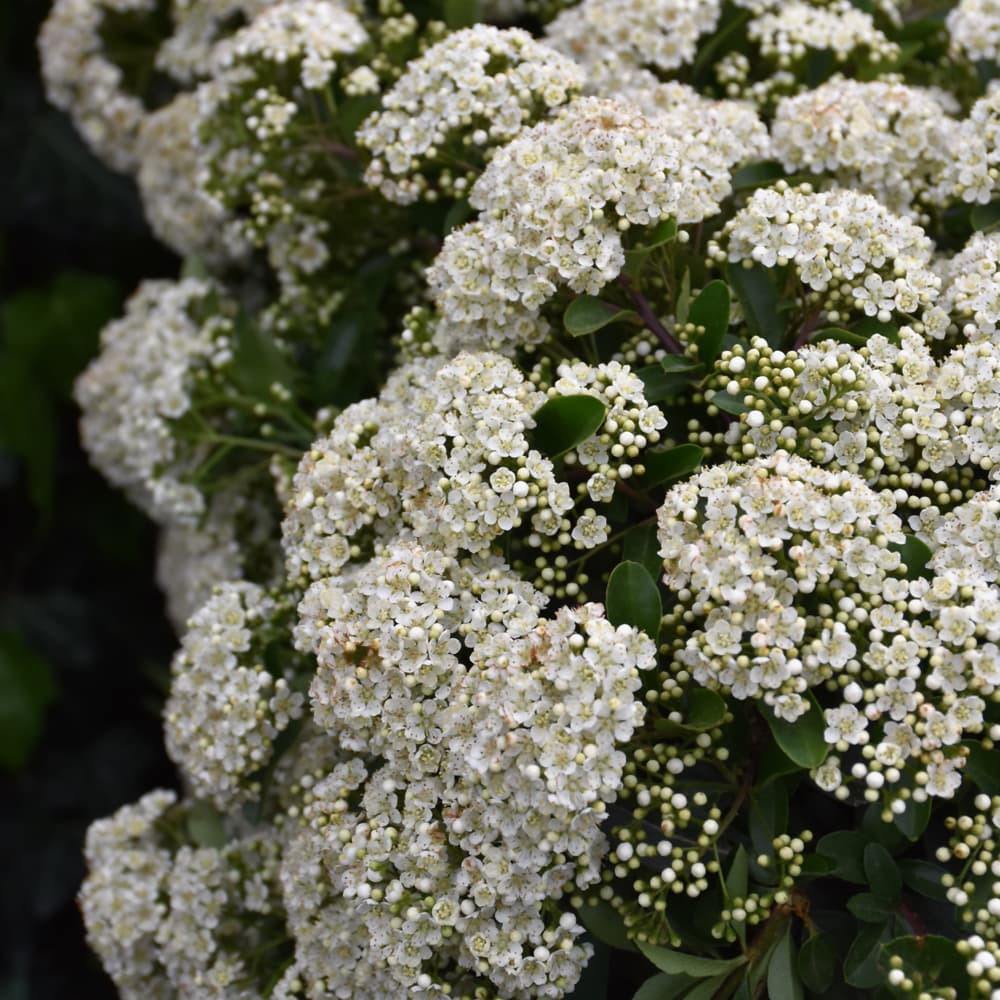 NetPS Plant Finder (www.netpsplantfinder.com)