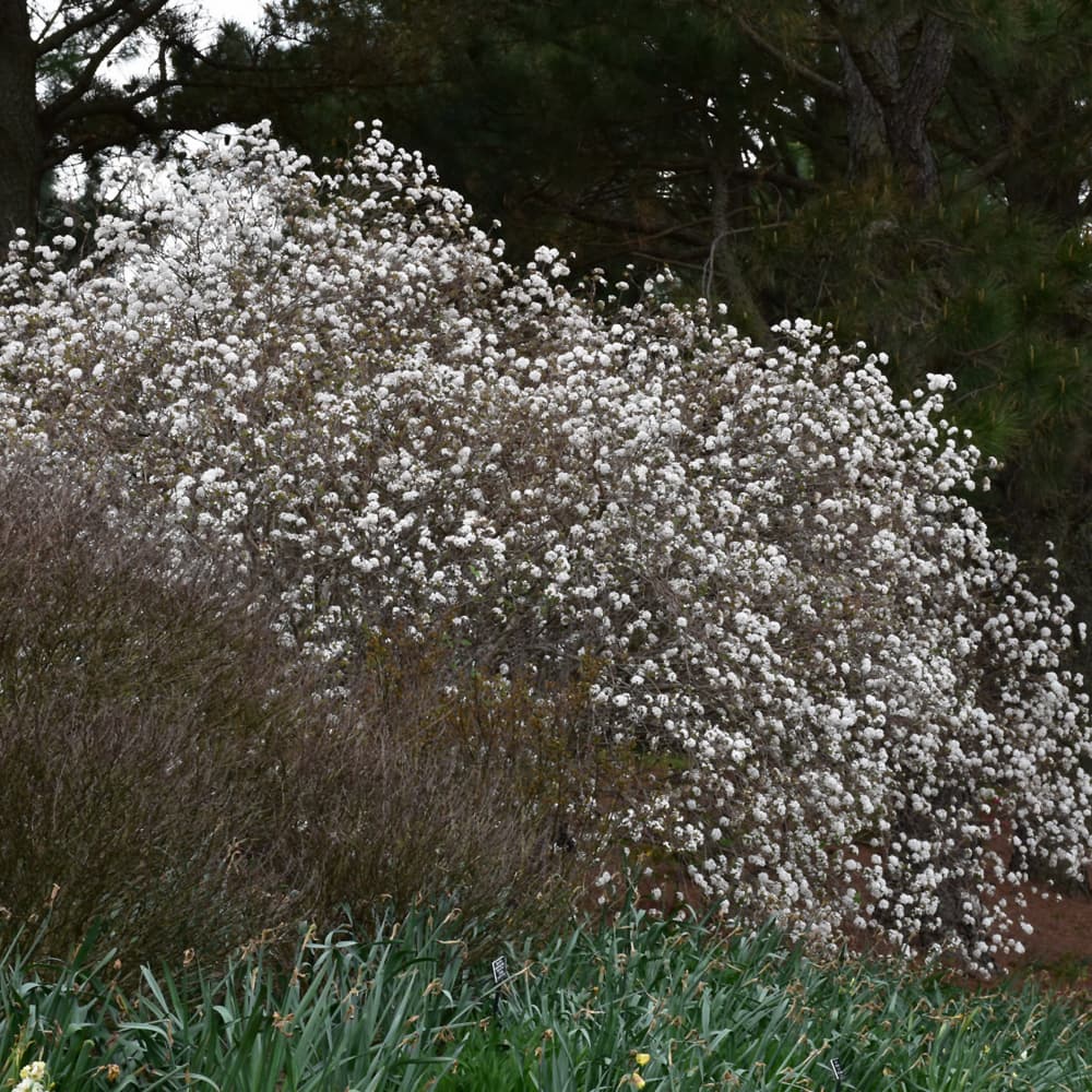 NetPS Plant Finder (www.netpsplantfinder.com)