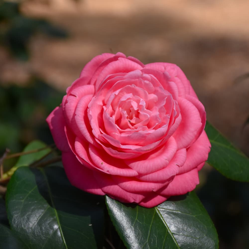 NetPS Plant Finder (www.netpsplantfinder.com)