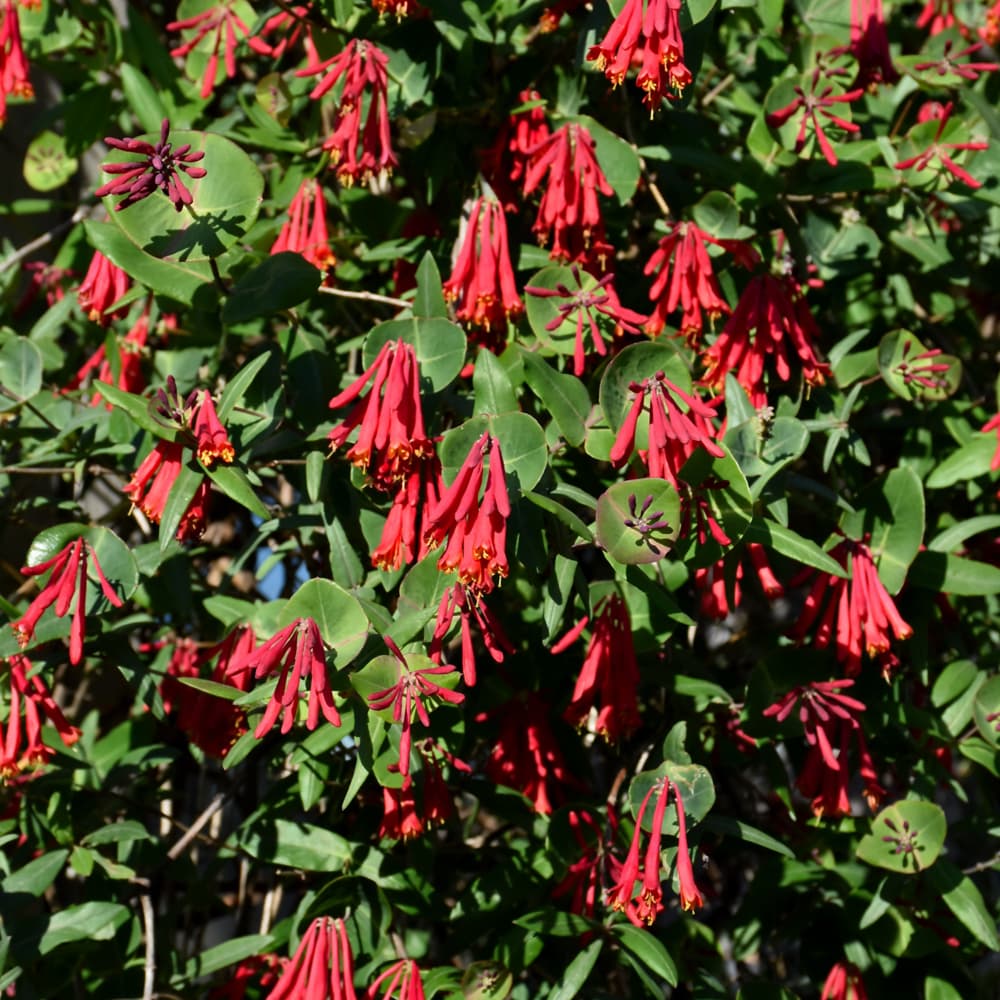 NetPS Plant Finder (www.netpsplantfinder.com)