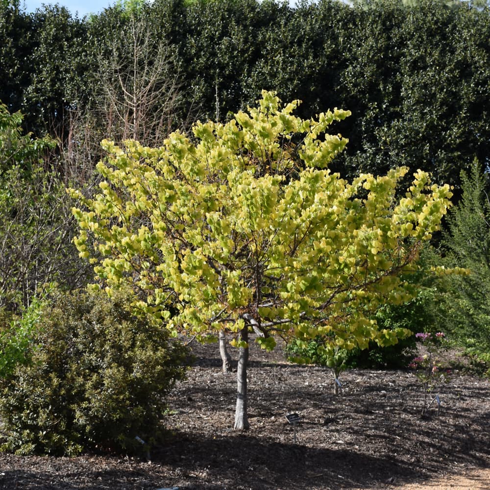 NetPS Plant Finder (www.netpsplantfinder.com)