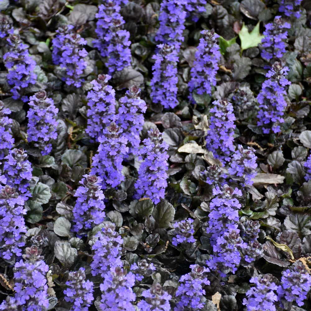 Ajuga Black Scallop