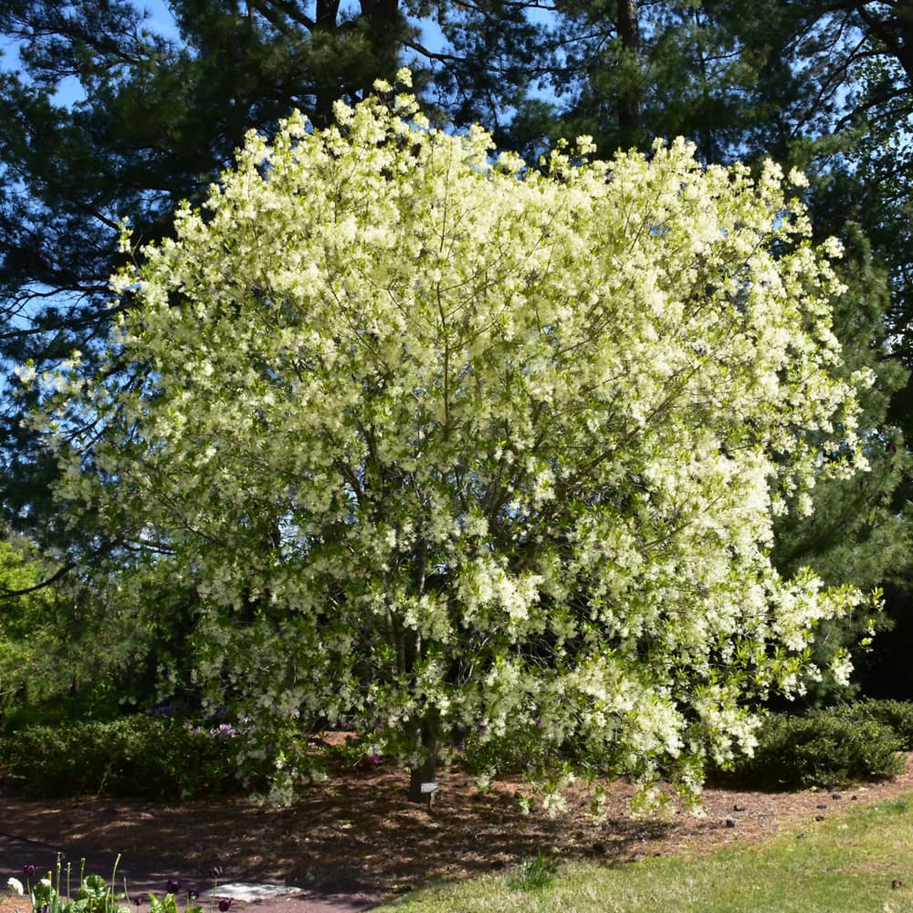 NetPS Plant Finder (www.netpsplantfinder.com)