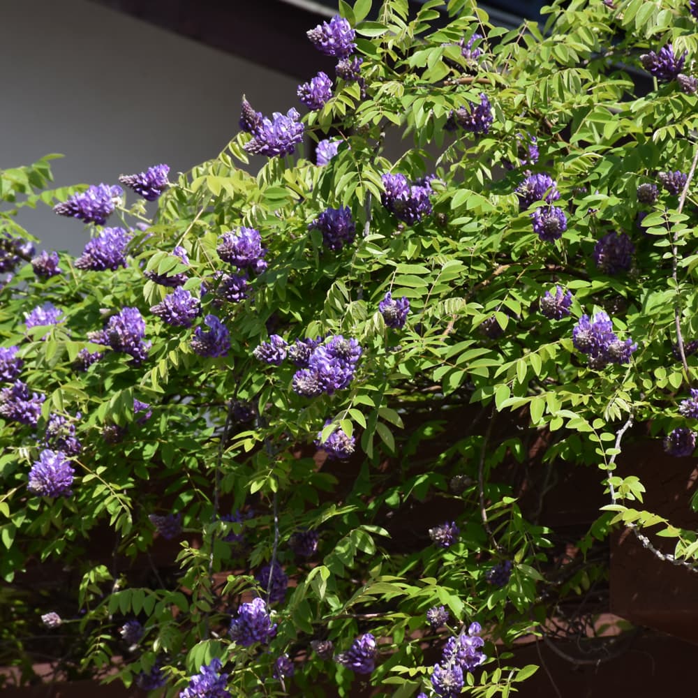 NetPS Plant Finder (www.netpsplantfinder.com)