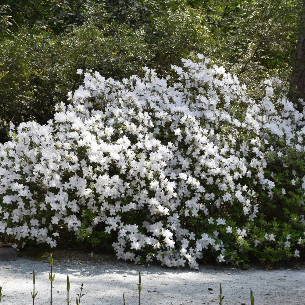 NetPS Plant Finder (www.netpsplantfinder.com)
