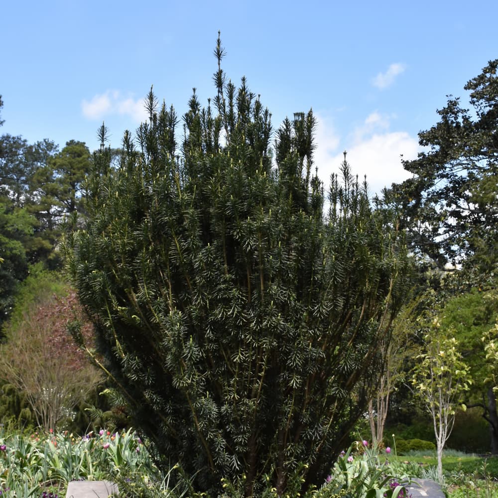 NetPS Plant Finder (www.netpsplantfinder.com)