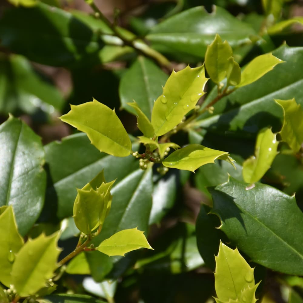 NetPS Plant Finder (www.netpsplantfinder.com)