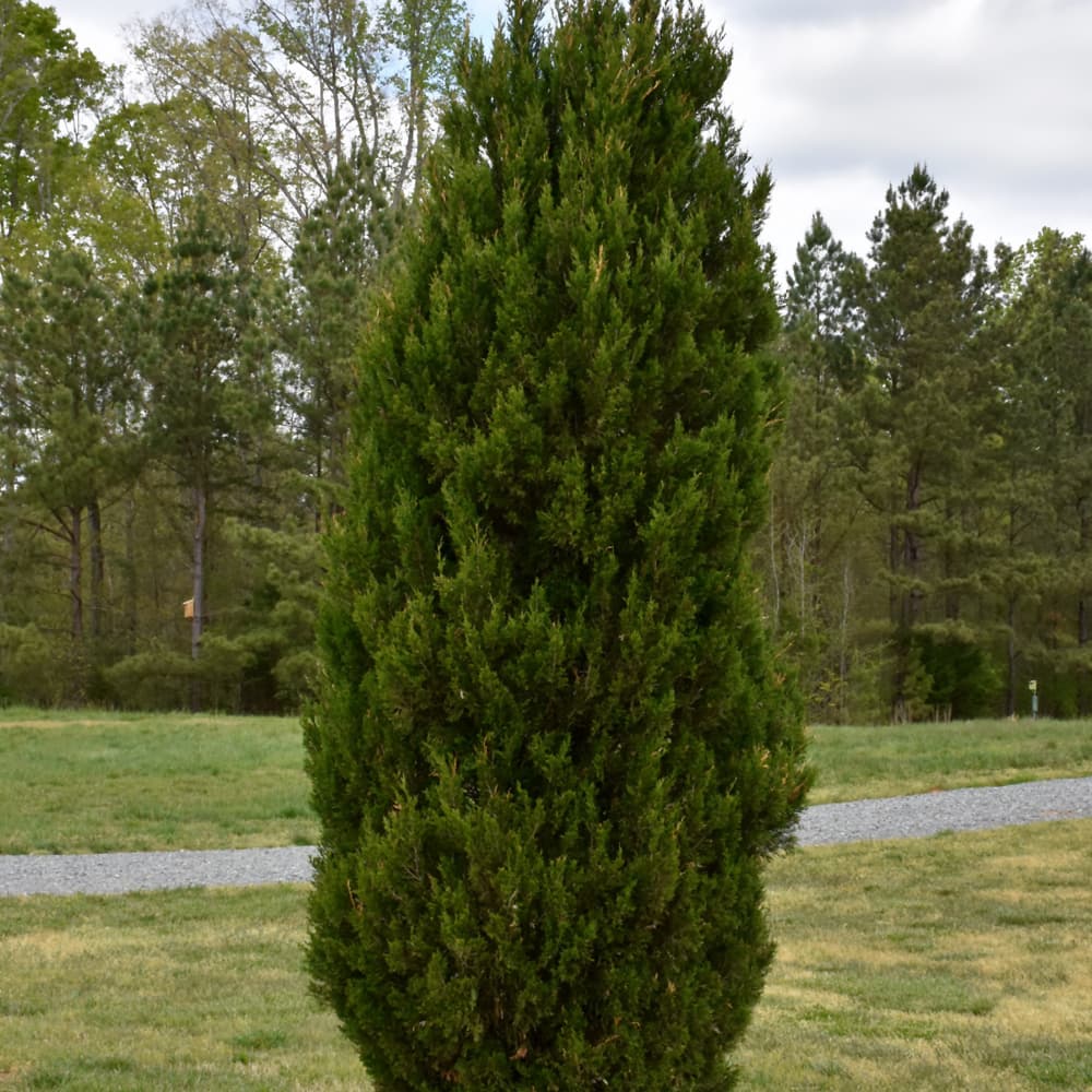 NetPS Plant Finder (www.netpsplantfinder.com)