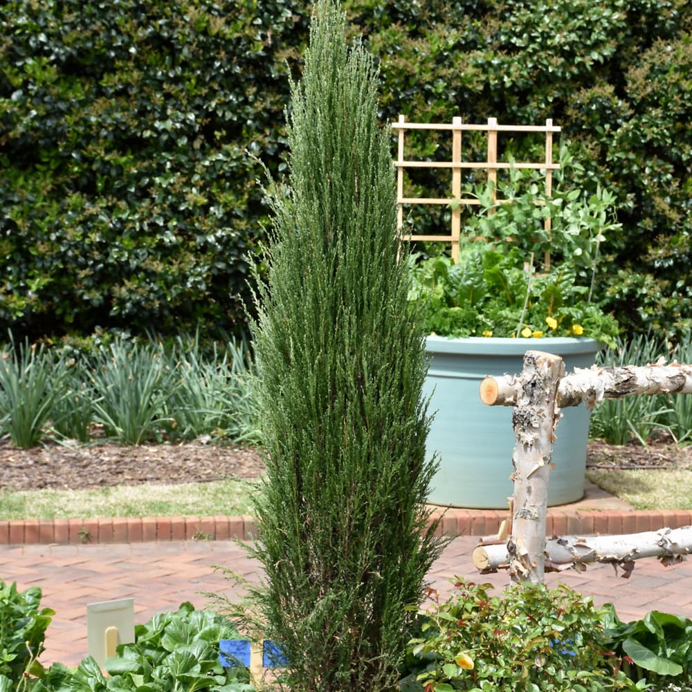 Juniper Blue Arrow
