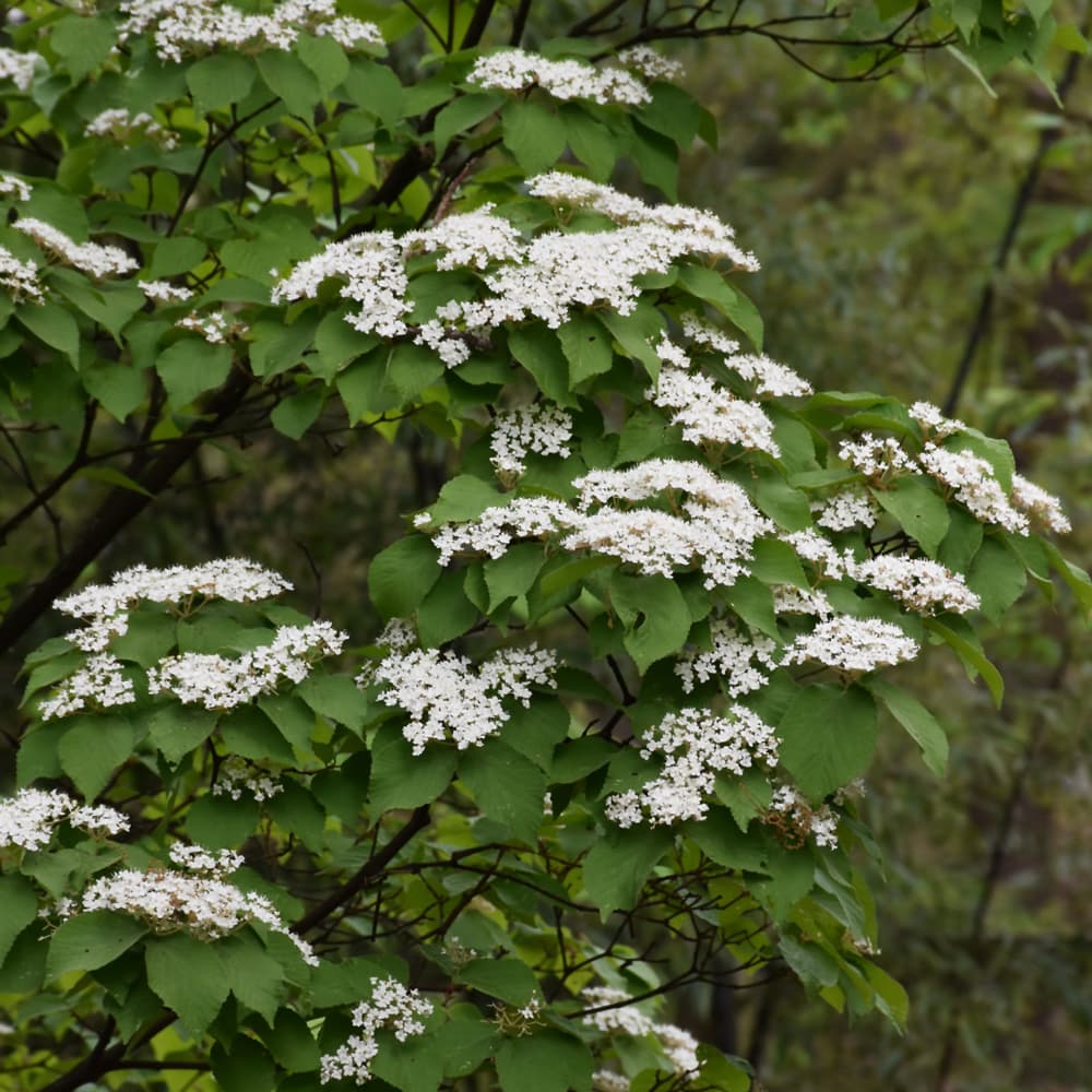 NetPS Plant Finder (www.netpsplantfinder.com)