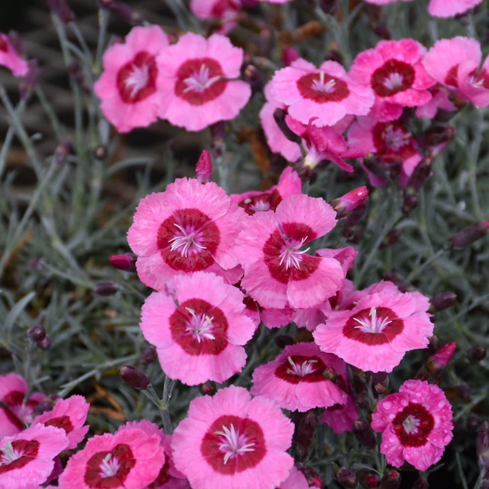 NetPS Plant Finder (www.netpsplantfinder.com)