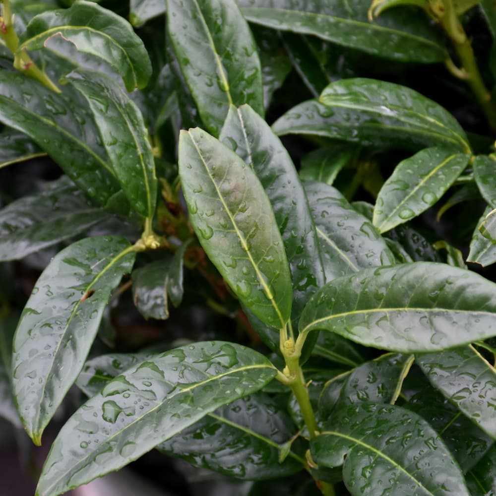 NetPS Plant Finder (www.netpsplantfinder.com)