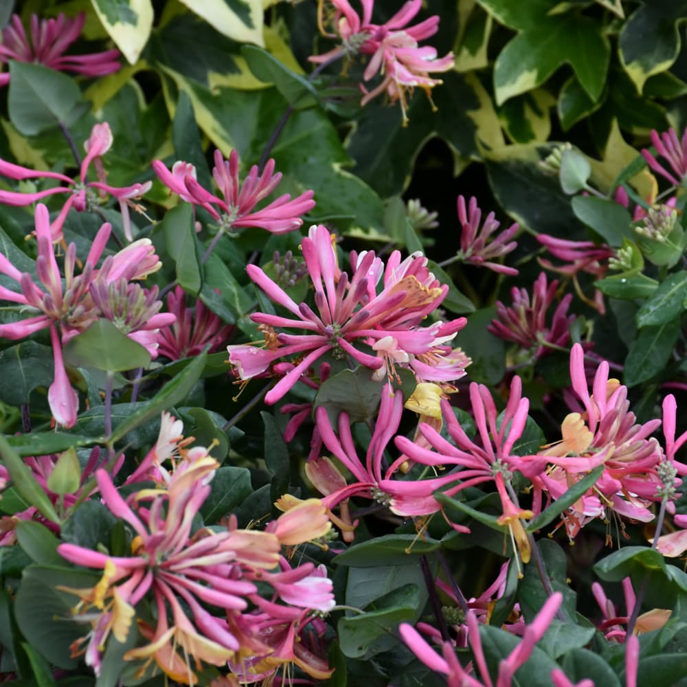 NetPS Plant Finder (www.netpsplantfinder.com)