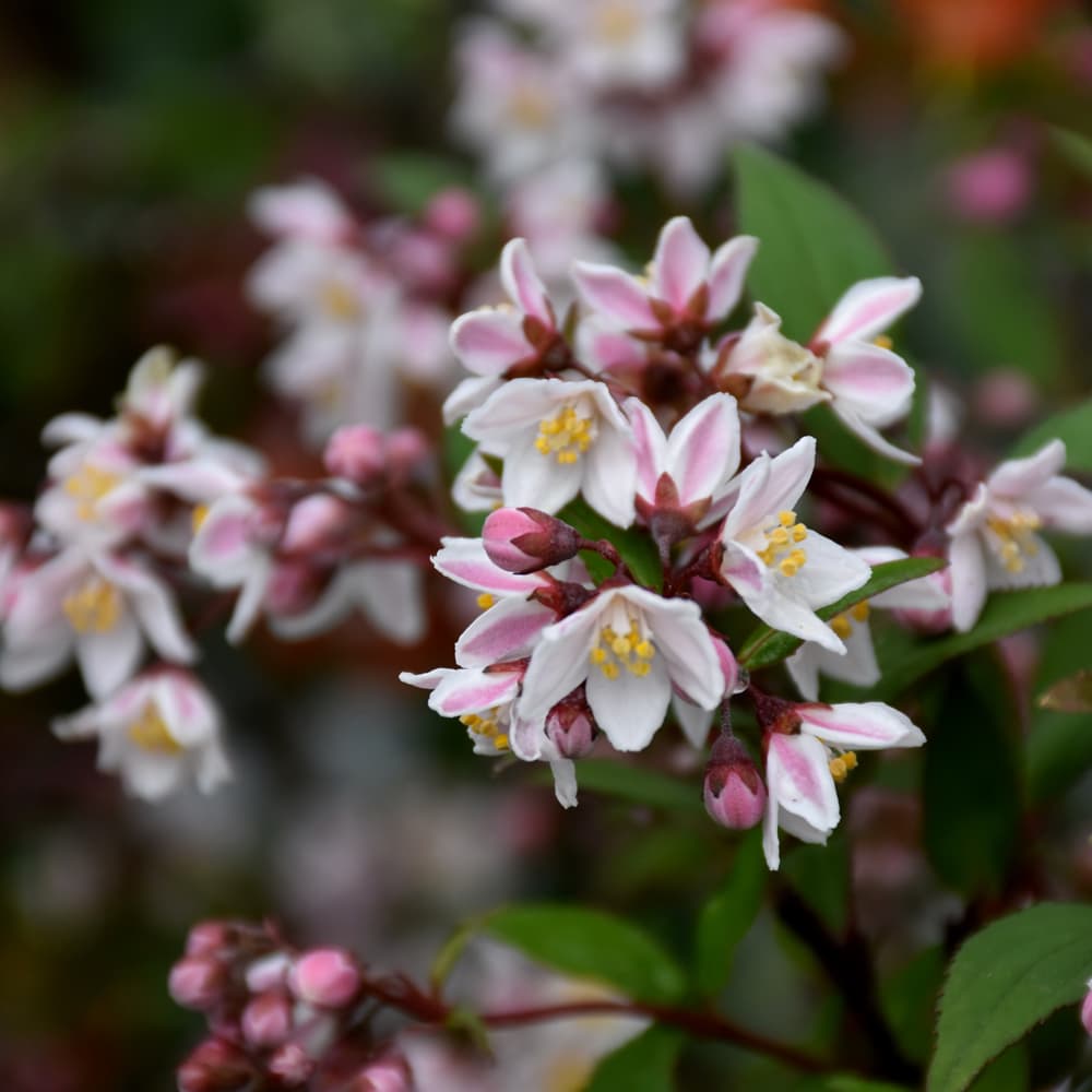 NetPS Plant Finder (www.netpsplantfinder.com)