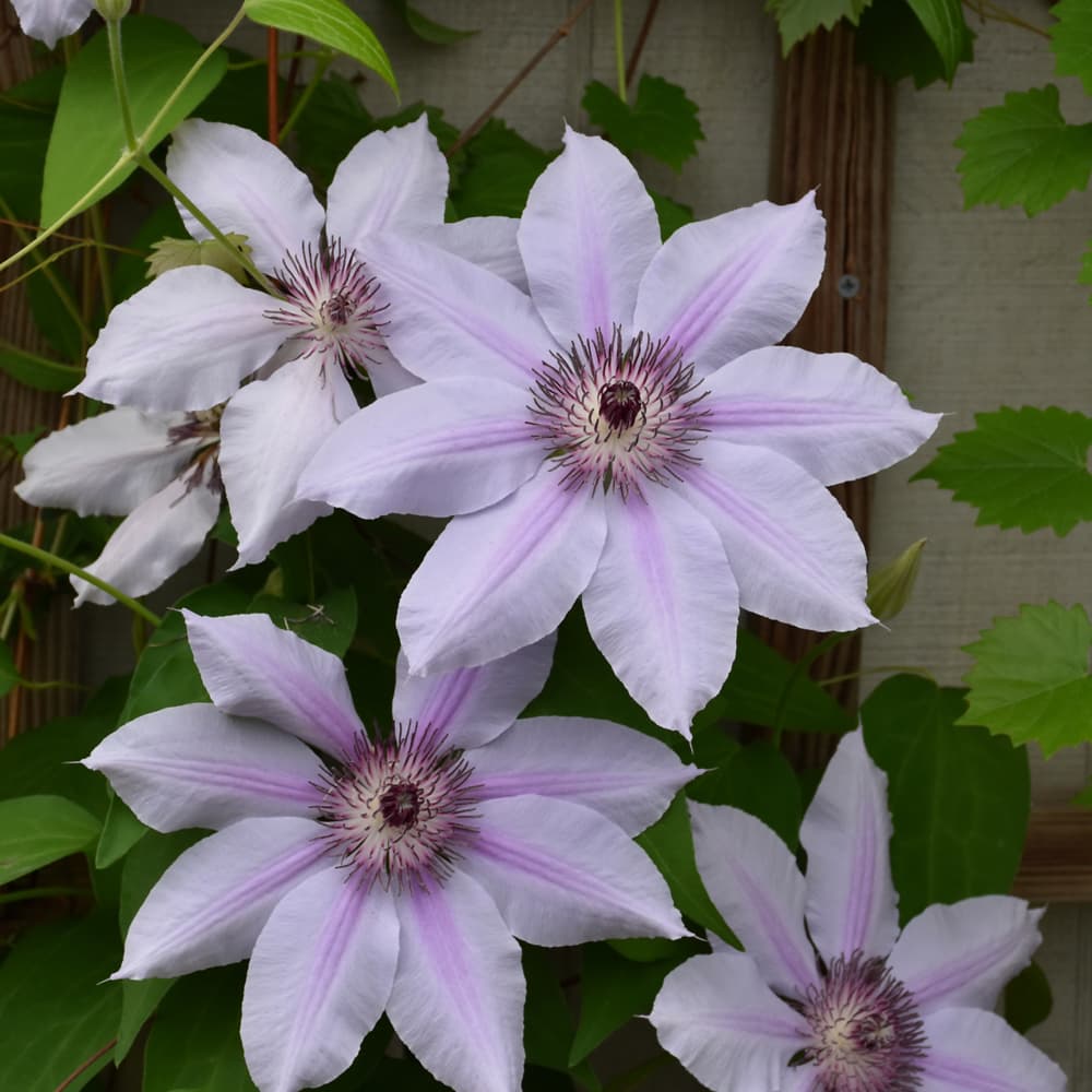 Clematis Nelly Moser