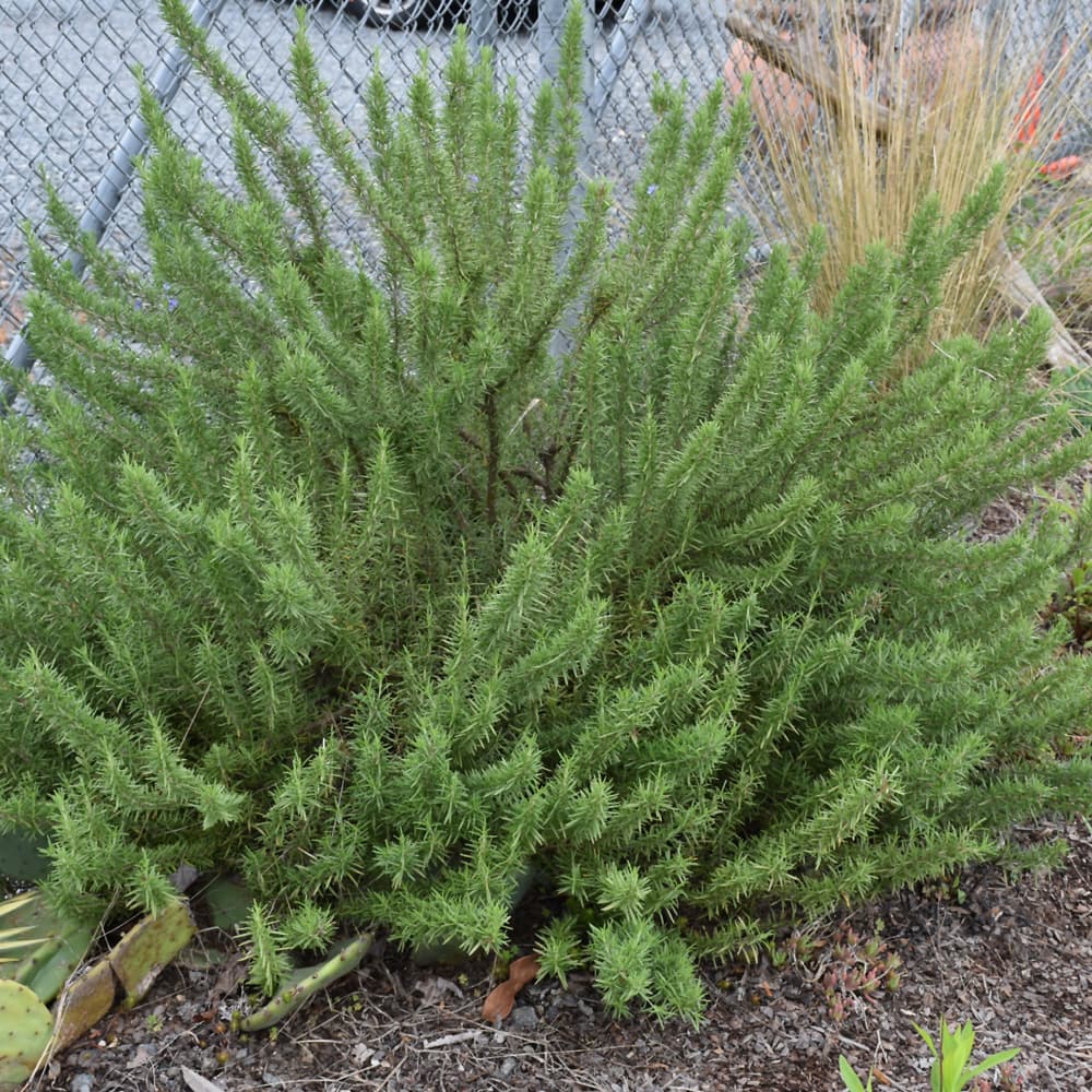 NetPS Plant Finder (www.netpsplantfinder.com)