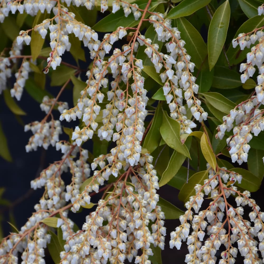 Andromeda Dorothy Wycoff