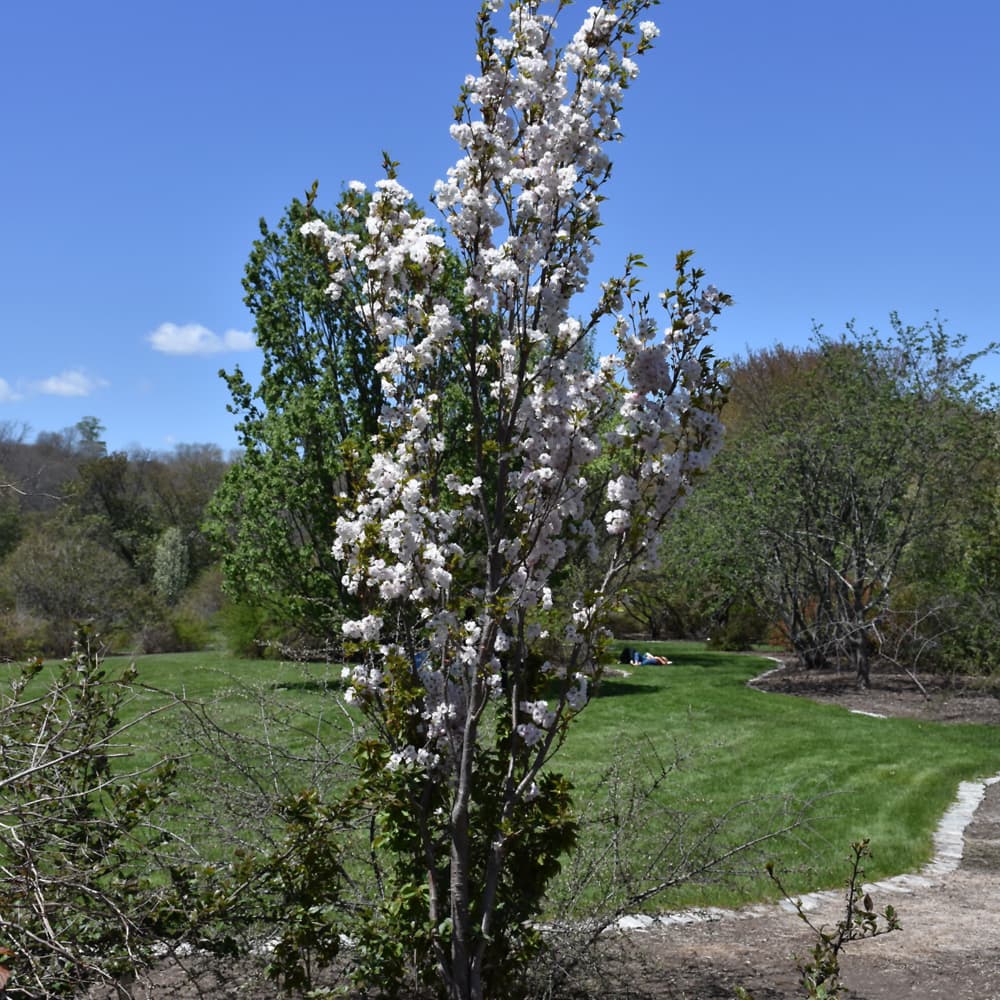 NetPS Plant Finder (www.netpsplantfinder.com)