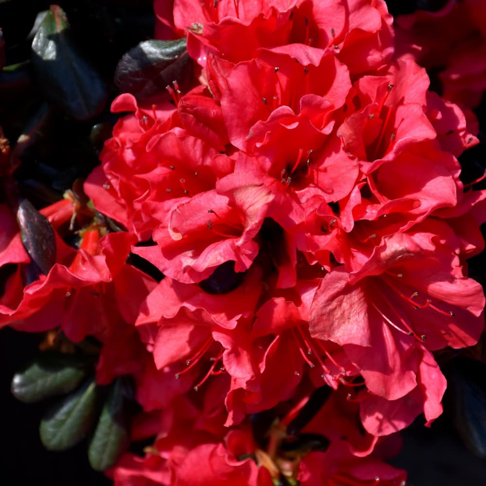 NetPS Plant Finder (www.netpsplantfinder.com)