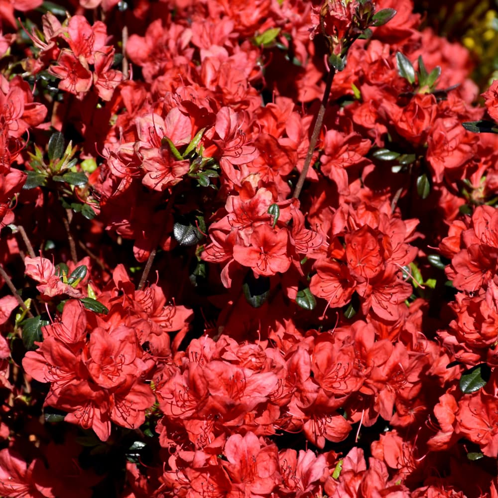 NetPS Plant Finder (www.netpsplantfinder.com)