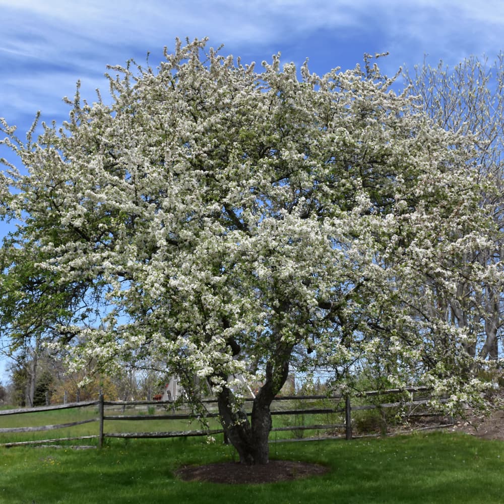 Crabapple Snow Drift