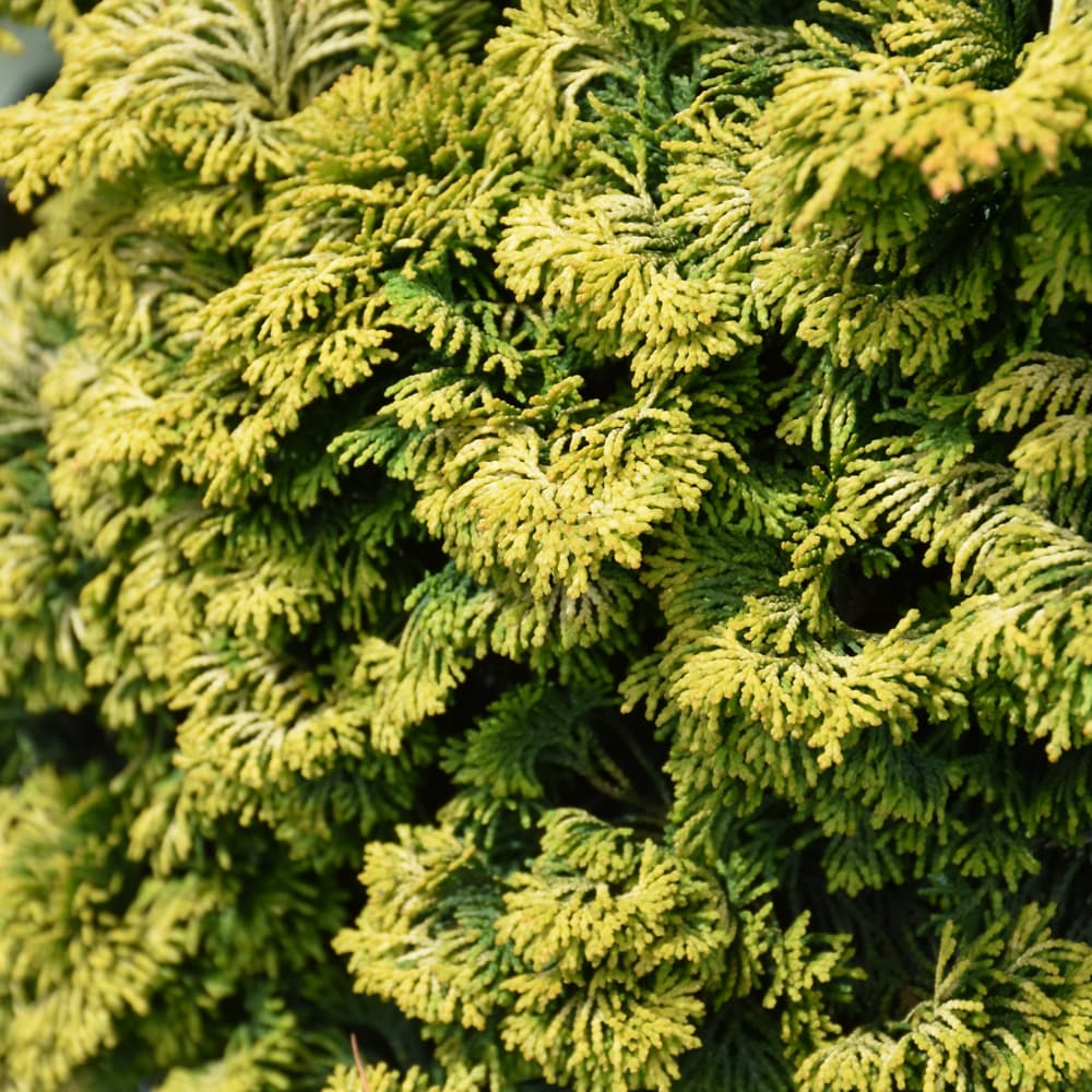 NetPS Plant Finder (www.netpsplantfinder.com)