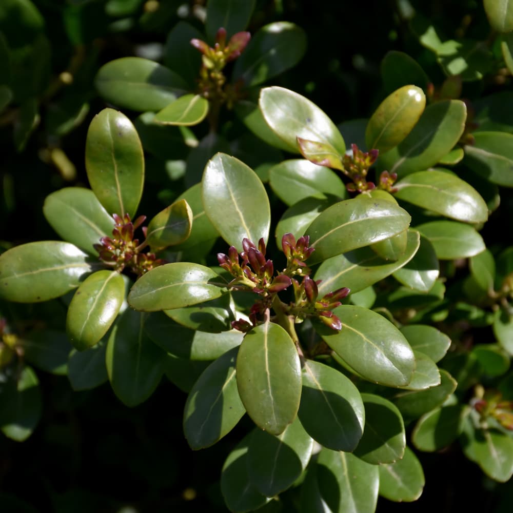 NetPS Plant Finder (www.netpsplantfinder.com)