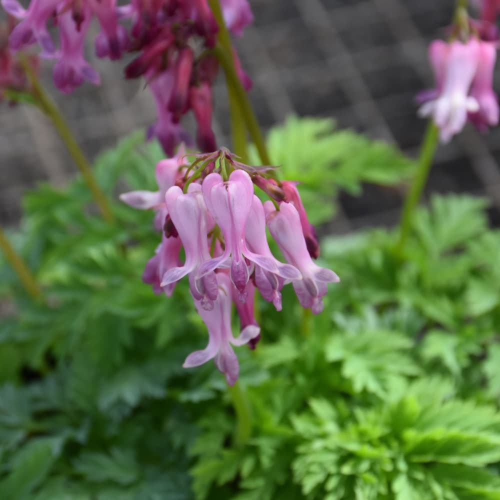 Bleeding Heart