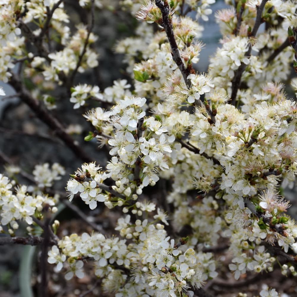 NetPS Plant Finder (www.netpsplantfinder.com)