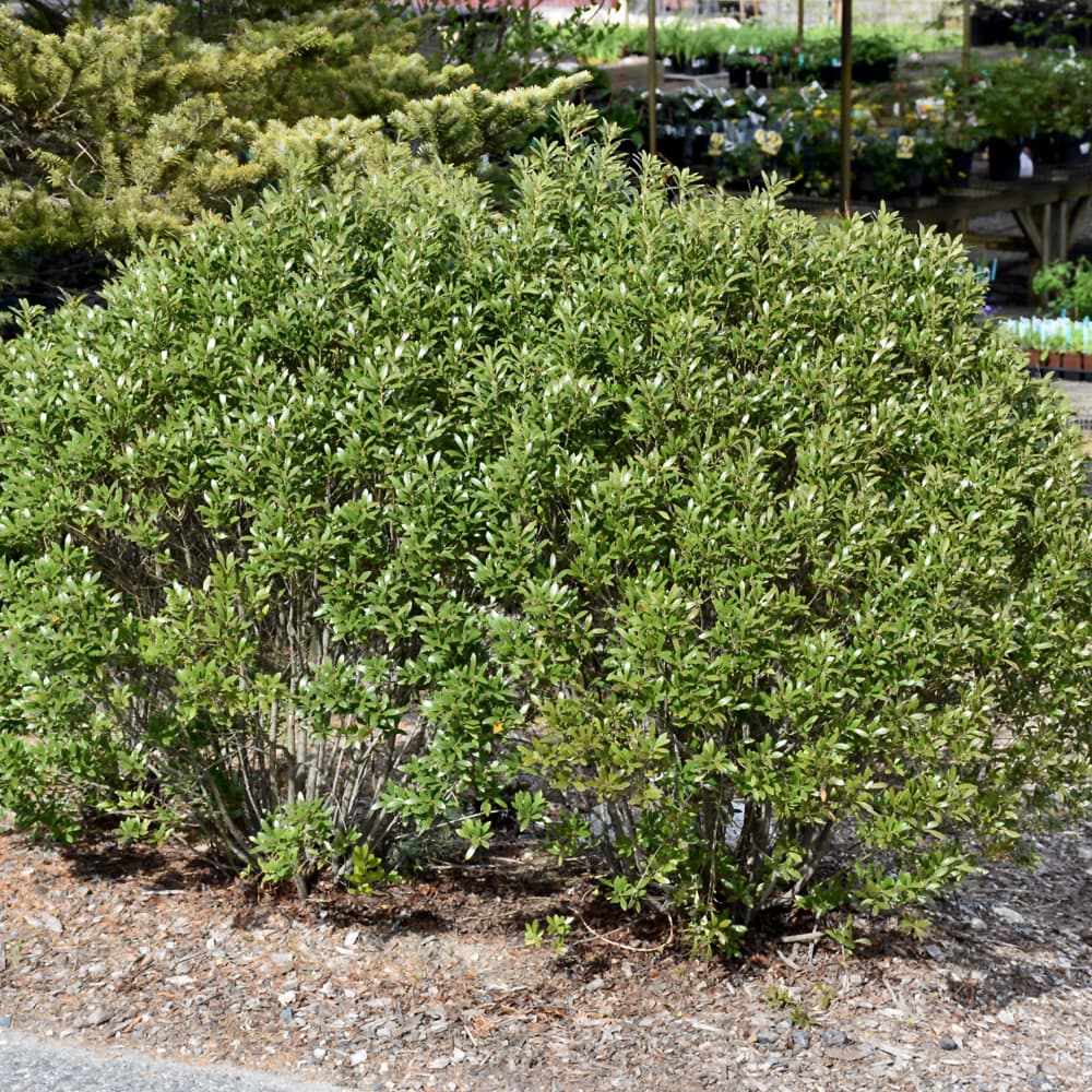 Ilex Steeds