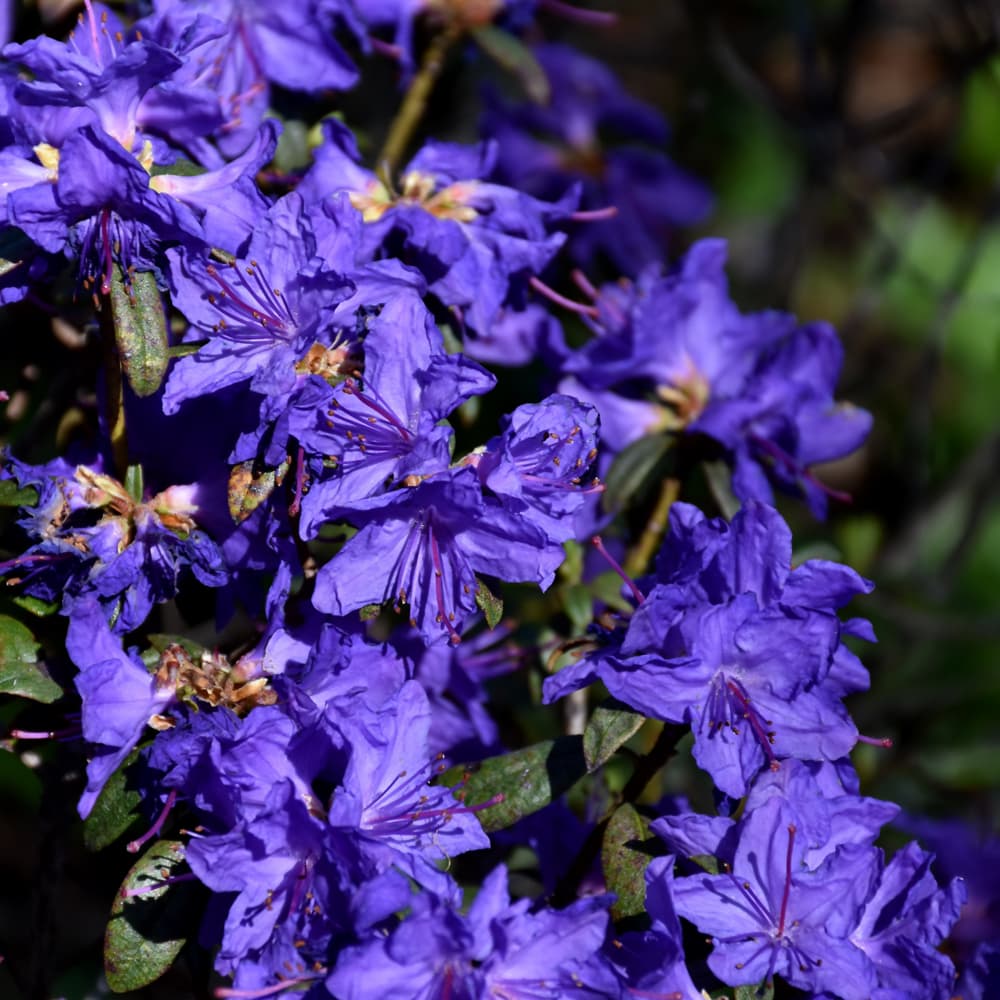 NetPS Plant Finder (www.netpsplantfinder.com)